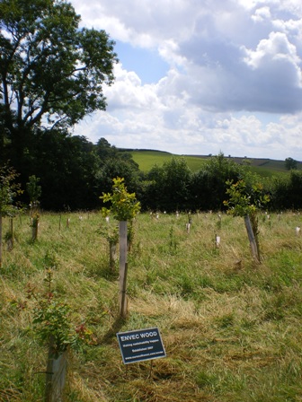 View from ENVEC Wood photo